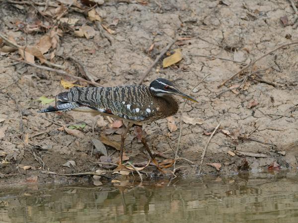 Zonneral (Eurypyga helias)